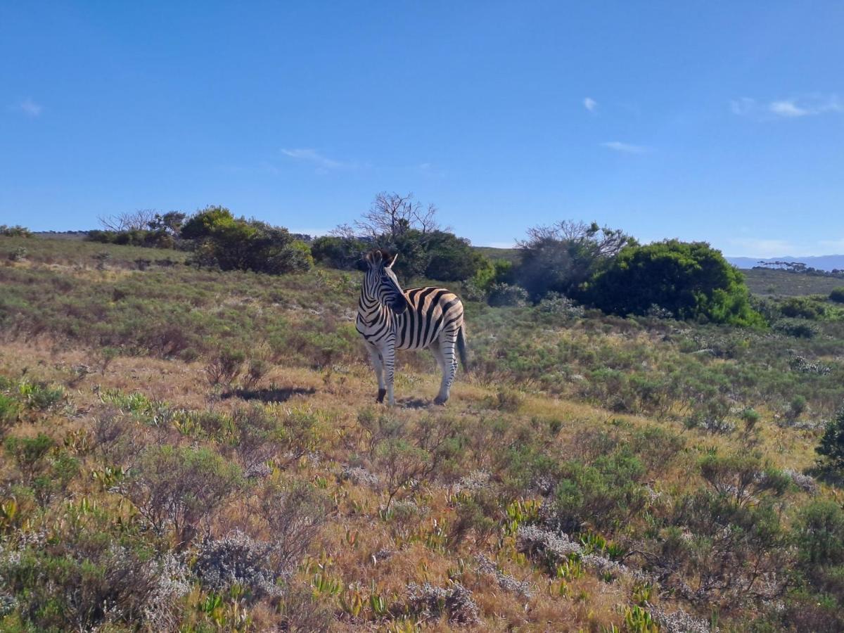 Fijnbosch Game Lodge Jeffreys Bay Exterior foto
